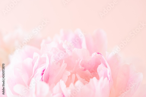 Blurred delicate petals of a pink peony. Unfocused abstract floral background © maria_lh