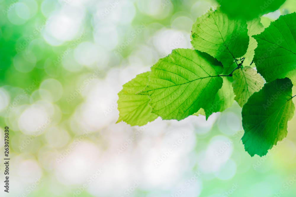 Abstract defocused nature background with green leaves and bokeh Abstract defocused nature background with green leaves and bokeh