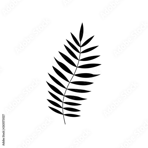 Palm leaves set. Banana, coconut, date palm leaves icon, logo isolated on white