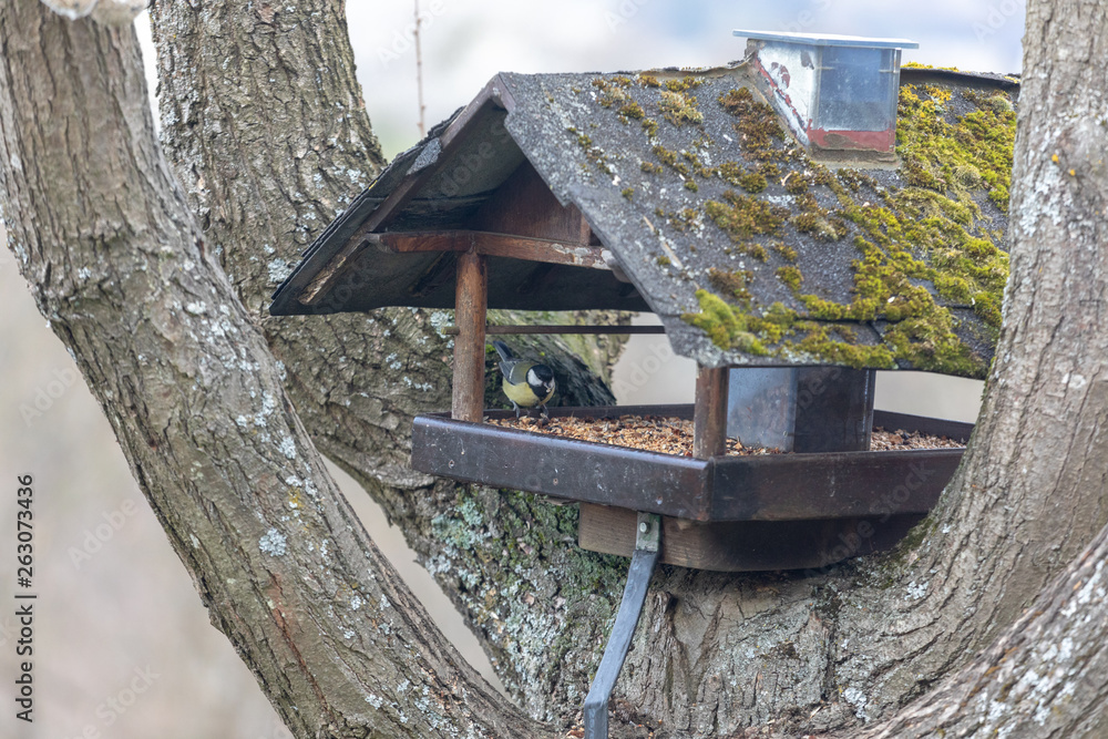 Blue tit ,Cyanistes caeruleus, Parus caeruleus, at the birdhaus in spring Blue tit ,Cyanistes caeruleus, Parus caeruleus, at the birdhaus in spring