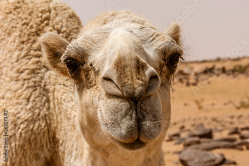 A portrait of a cute white dromedary camel in the desert 