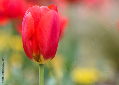 Tulipan rojo en primavera para el d  a de la madre
