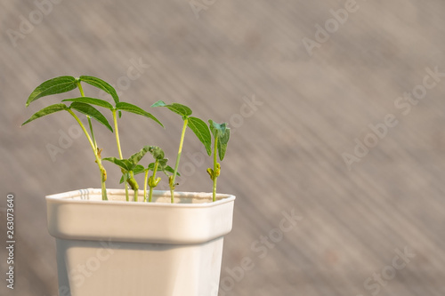 mung bean plants grown in pots at home