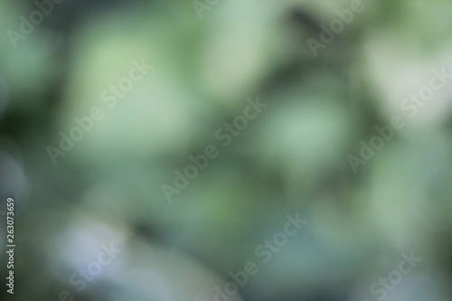 blur folliage background