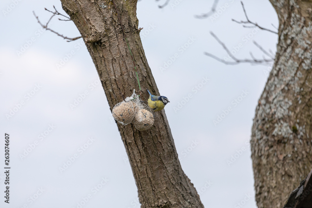 Blue tit ,Cyanistes caeruleus, Parus caeruleus, at the birdhaus in spring Blue tit ,Cyanistes caeruleus, Parus caeruleus, at the birdhaus in spring