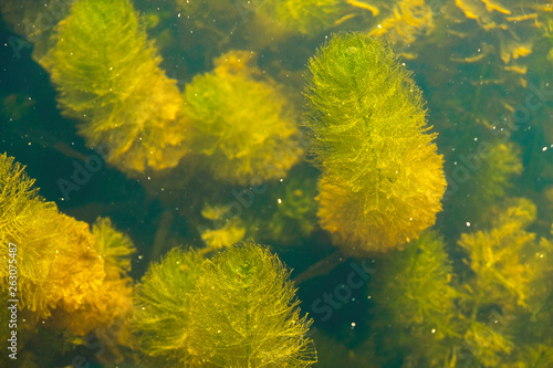 Algae in water  close up.