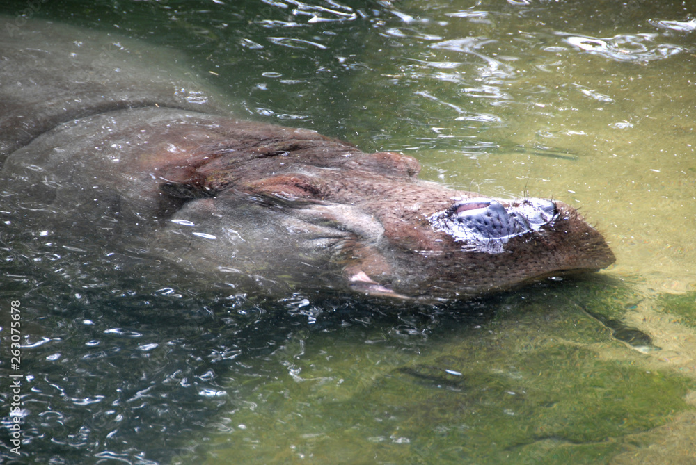 Obraz premium Hannover