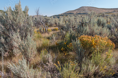 Wyoming sagebrush and various grasses and plants photo