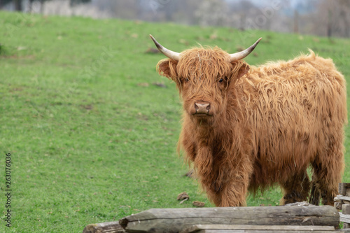 Highland cow cattle in Germany