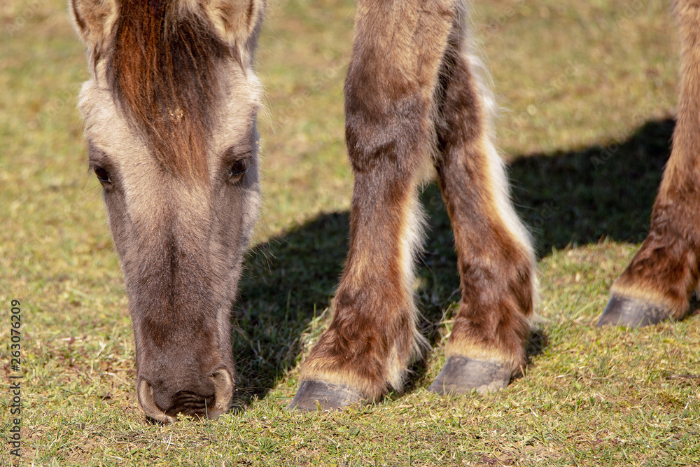 Fototapeta premium Wild horse in pasture.