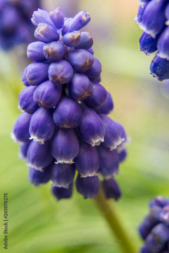 Jacinto de uva. Flor morada Stock Photo | Adobe Stock