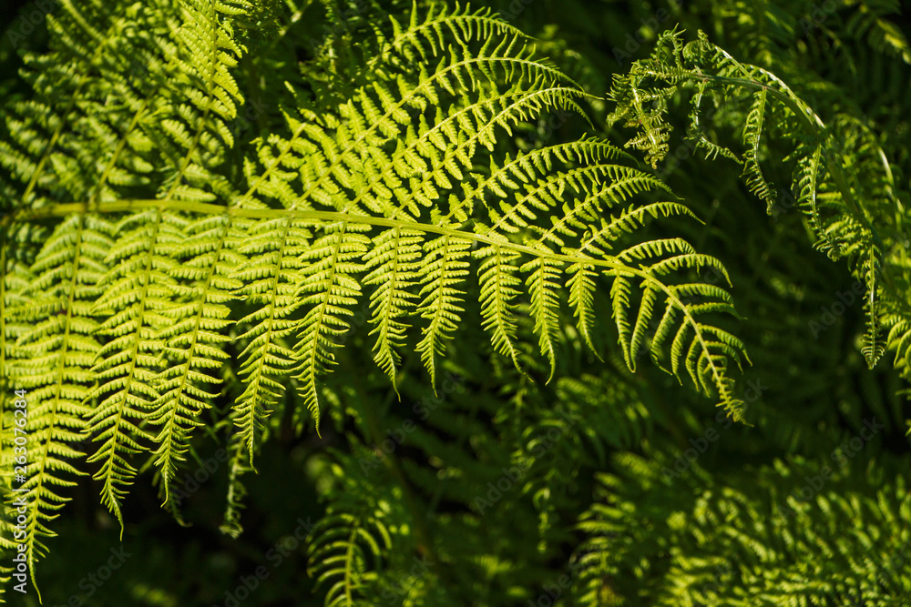 Bright fern leaf closeup