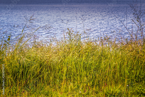 Yellow green beach grasses with background water