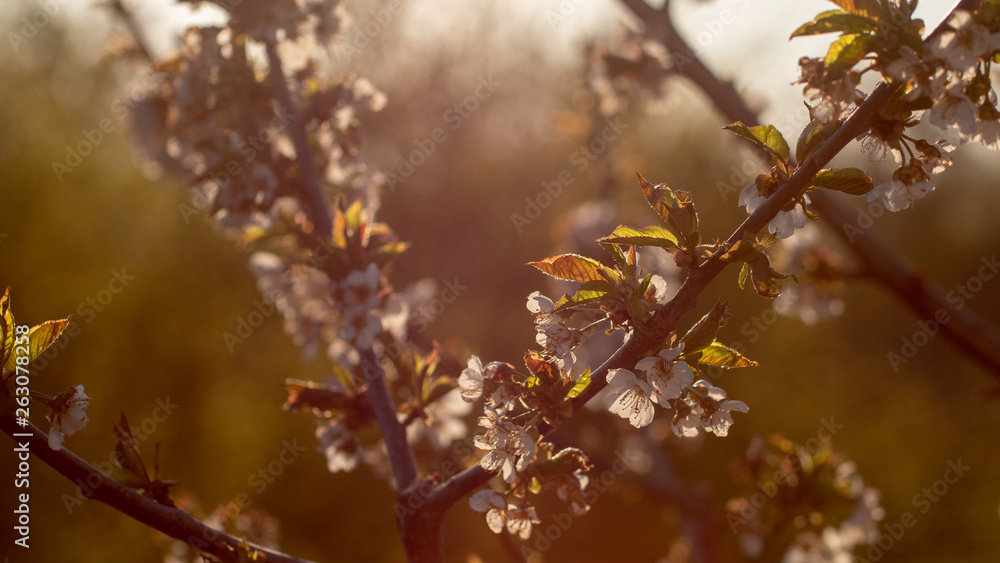 Blooming cherry at the garden Blooming cherry at the garden