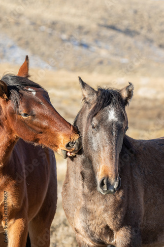 Fototapeta Naklejka Na Ścianę i Meble -  Wild Horses in Winter int he Utah desert