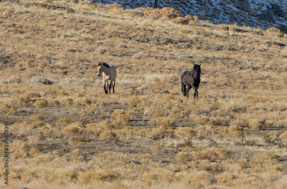 Wild Horses in Winter int he Utah desert Wild Horses in Winter int he Utah desert