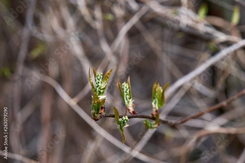 Buds on a tree at the springtime.