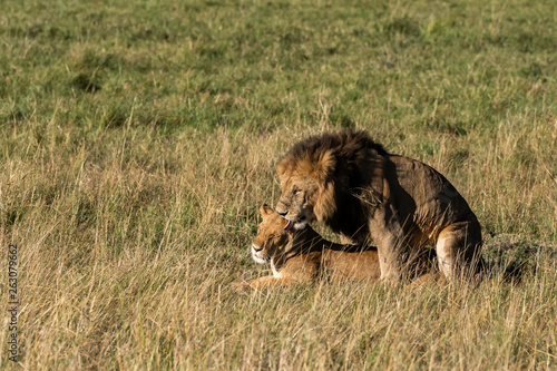 Two lions mating in the plains of africa inside Masai Mara National Reserve during a wildlife safari