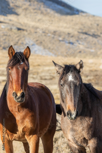 Fototapeta Naklejka Na Ścianę i Meble -  Wild Horses in Winter int he Utah desert