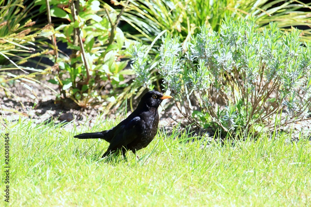 Die Amsel im Garten Die Amsel im Garten