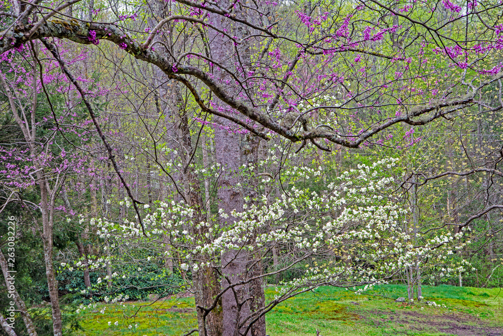 Redbuds and Dogwoods bloom together in the spring season. Redbuds and Dogwoods bloom together in the spring season.