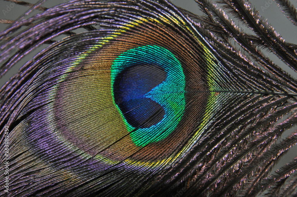 Fototapeta premium plumas pavo real