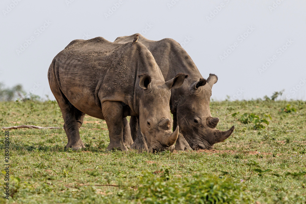 Naklejka premium Two male white rhinoceros in Sabi Sands Game Reserve in the greater Kruger Region in South Africa
