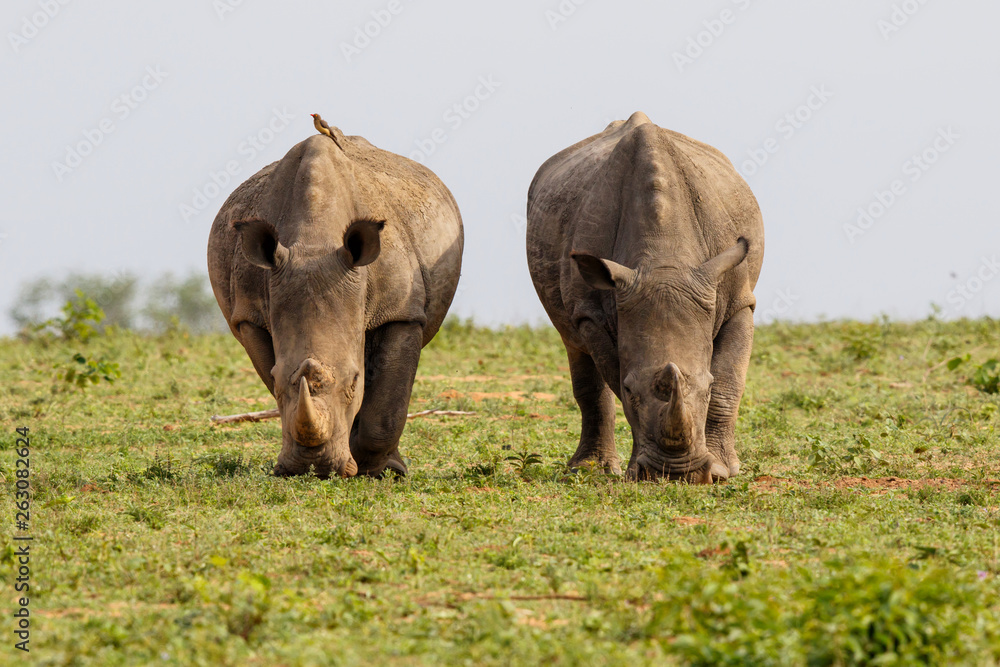 Fototapeta premium Two male white rhinoceros in Sabi Sands Game Reserve in the greater Kruger Region in South Africa