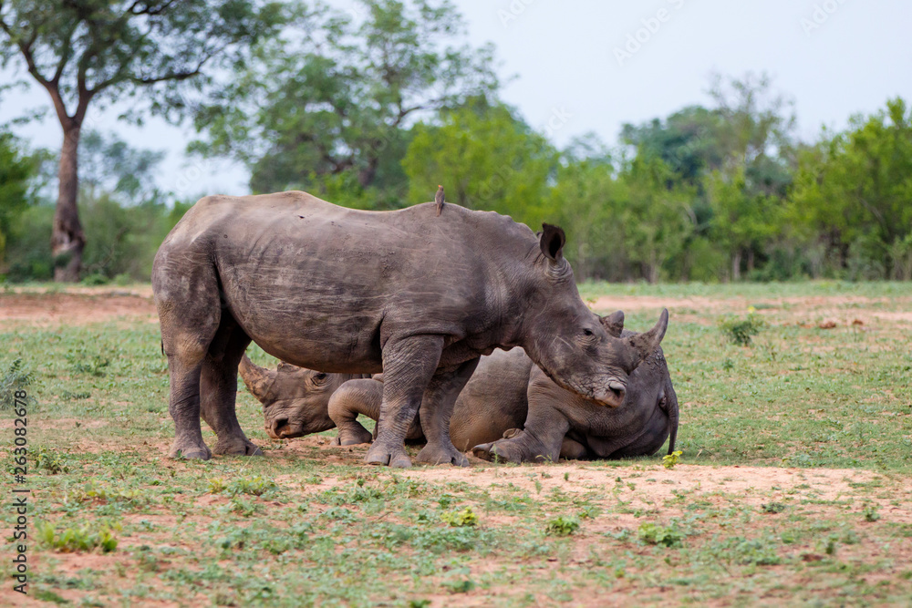 Two male white rhinoceros in Sabi Sands Game Reserve in the greater Kruger Region in South Africa Two male white rhinoceros in Sabi Sands Game Reserve in the greater Kruger Region in South Africa