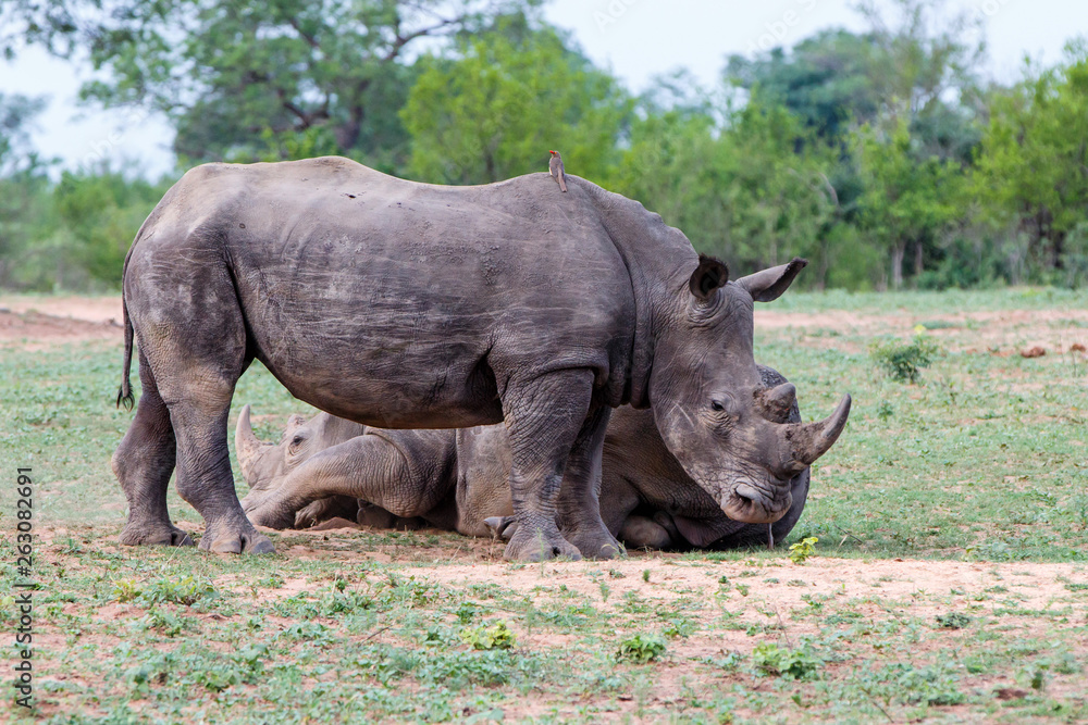 Two male white rhinoceros in Sabi Sands Game Reserve in the greater Kruger Region in South Africa Two male white rhinoceros in Sabi Sands Game Reserve in the greater Kruger Region in South Africa
