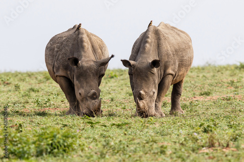 Two male white rhinoceros in Sabi Sands Game Reserve in the greater Kruger Region in South Africa