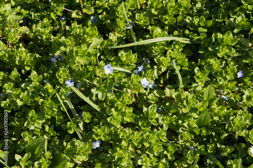 Green carpet texture. The beaitiful Green leaves