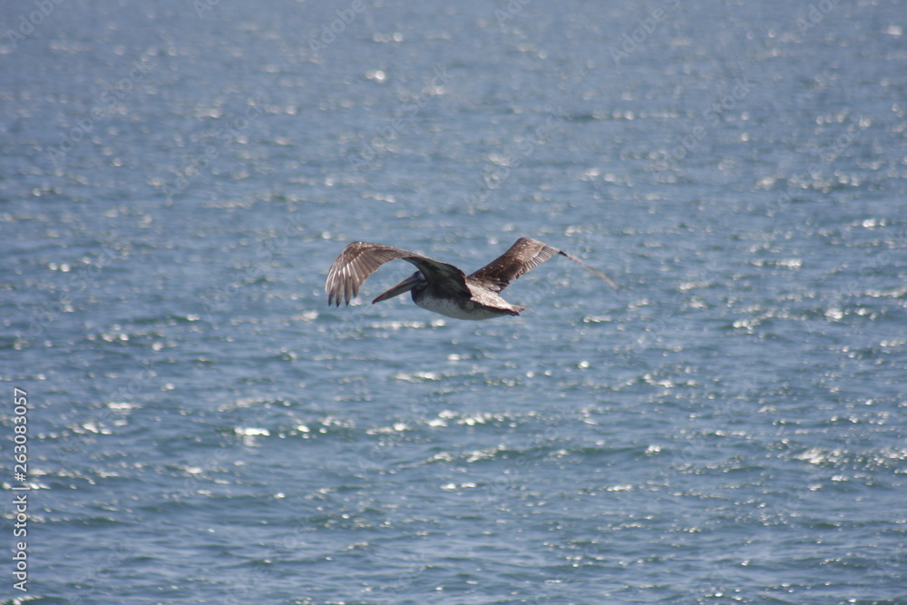 Fototapeta premium bird, seagull, sea, flying, ocean, water, gull, animal, nature, flight, fly, wildlife, wings, blue, wing, birds, freedom, beach, feather, white, sky, beak, pelican, coast