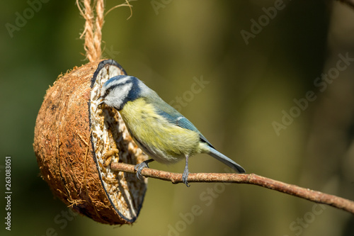 Blue Tit with Coconut Feeder.  Perched on a branch. Close up., blurred background.  Landscape, horizontal. Space for copy. photo