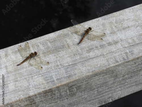 two dragonflies shot from above