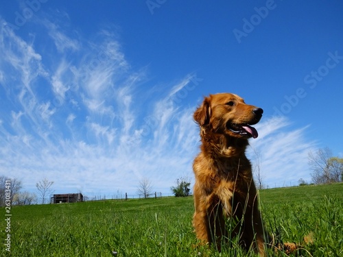 golden retriever in field 