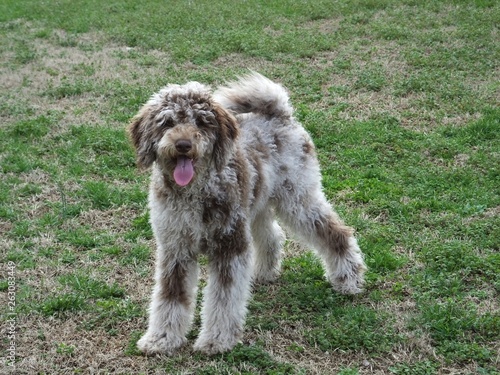 poodle puppy 