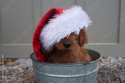 Goldendoodle puppy 