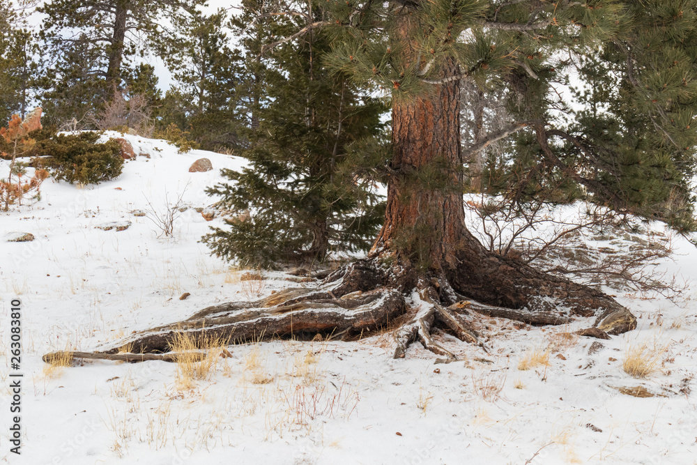 Snow covered tree trunk and roots in the forest Snow covered tree trunk and roots in the forest