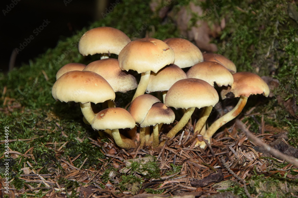 Stockschwämmchen Stockschwämmchen