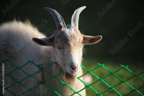 white goat behind the fence photo