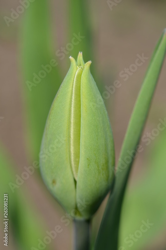 Pojedyczny pąk białego tulipana, Tulipa