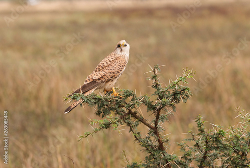 A common Kestrel female perched on a shrub inside the grasslands of Hesarghata in the outskirts of Bangalore