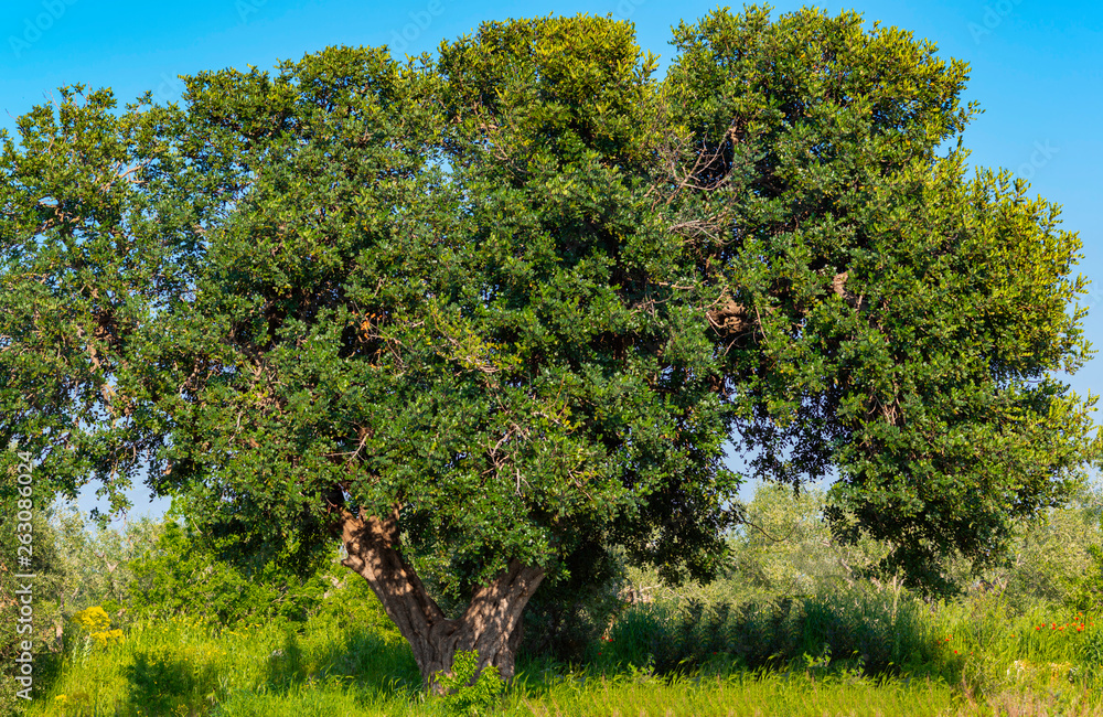 Majestic carob tree in the Puglia countryside. Italy