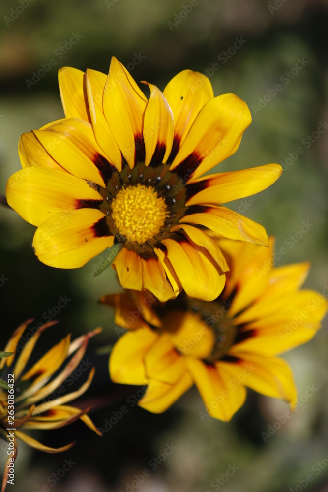 flower, yellow, nature, sunflower, garden, green, plant, summer, flowers, blossom, flora, petal, bloom, petals, spring, floral, macro, field, color, daisy, sun, closeup, beauty flower, yellow, nature, sunflower, garden, green, plant, summer, flowers, blossom, flora, petal, bloom, petals, spring, floral, macro, field, color, daisy, sun, closeup, beauty