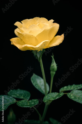 Romantic Yellow Rose Water Drops Leggings