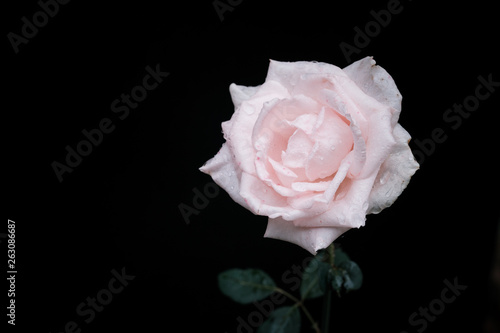 Beautiful single pink rose with water drops on black background.