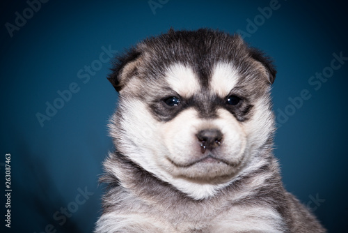 Portrait of a husky puppy close-up.