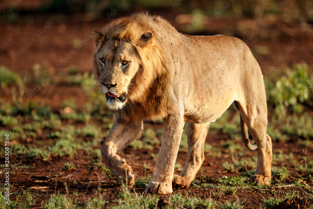 Male lion in the early morning in Zimanga Game Reserve in the Mkuze Region in Kwa Zulu Natal in South Africa Male lion in the early morning in Zimanga Game Reserve in the Mkuze Region in Kwa Zulu Natal in South Africa