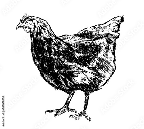 Chicken, hen sketch. Poultry farm concept. Drawn vintage vector illustration